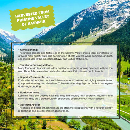 Pistachio Specifications