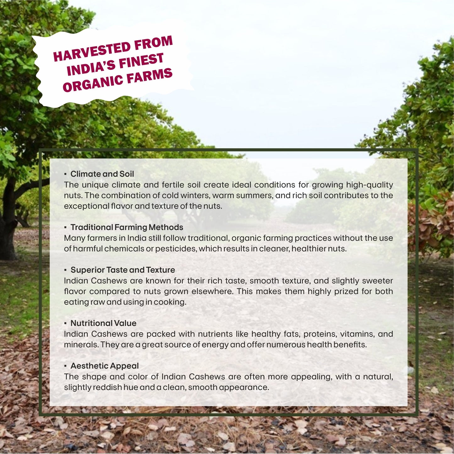 Calm Crunch Cashew Specifications