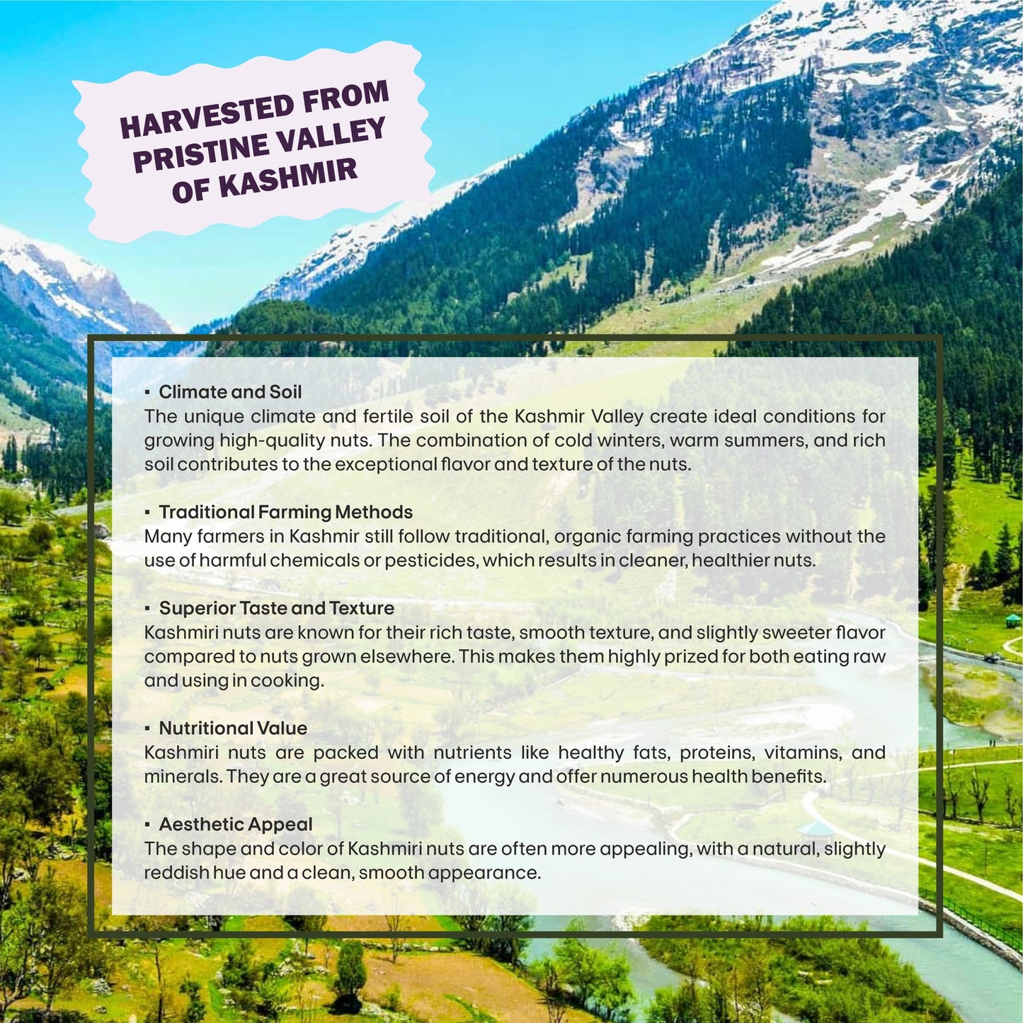 Black Raisins Specifications