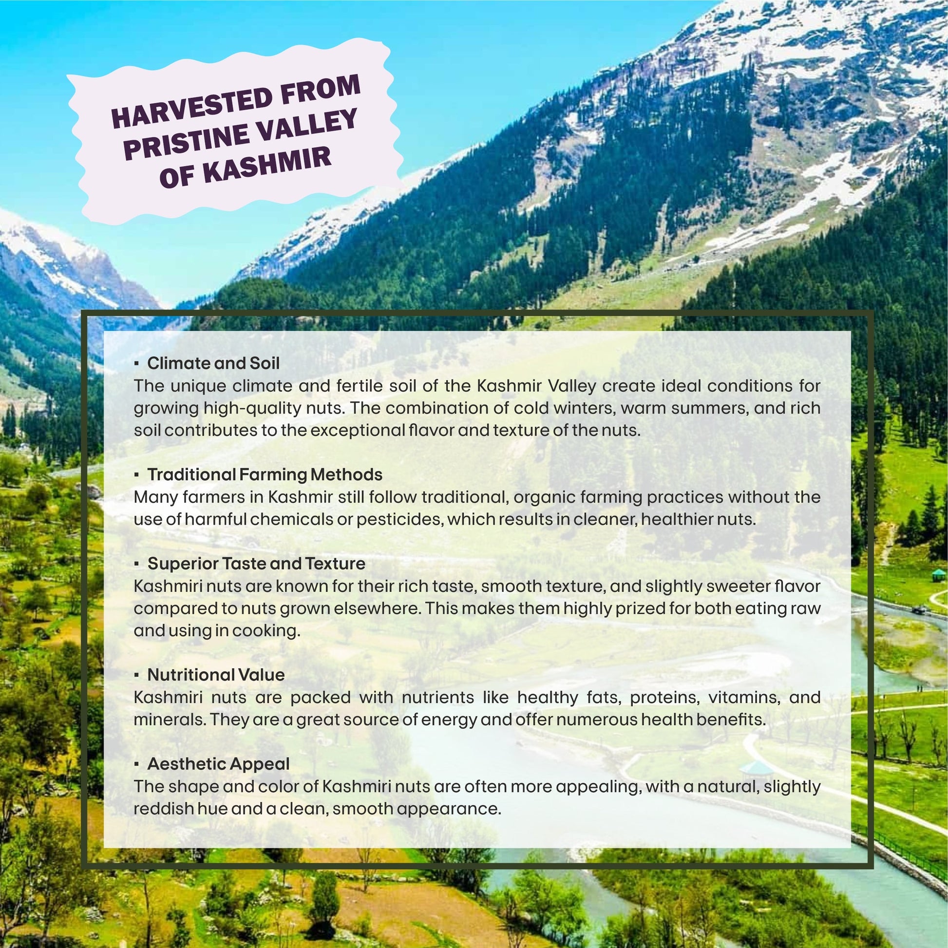 Black Raisins Specifications