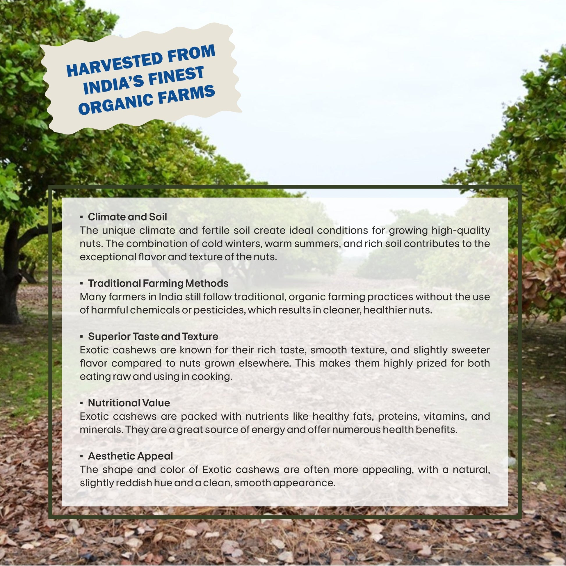 Exotic Cashew Specifications