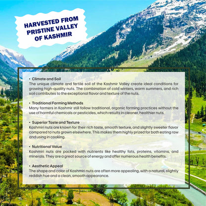 Blueberry Specifications